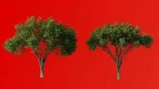3d tree green screen in wind for post production full hd 1080 green screen 2021 tree wawing/ tree 07