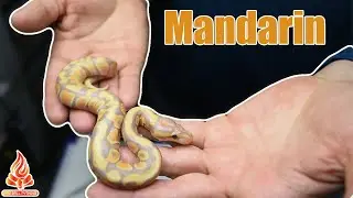 Mandarin Ball Pythons! 