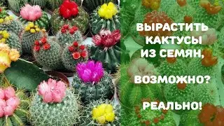 Выращиваем кактусы из семян