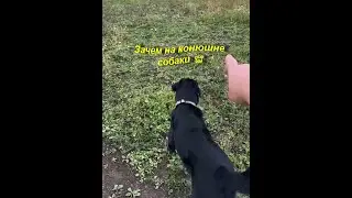 Зачем на конюшне собаки 🐕