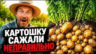 STOP PLANTING LIKE THIS IMMEDIATELY! Why are your potatoes as small as peas and rotting in the gr...