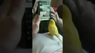 попугай писарь 😁 parrot clerk😂