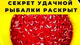 Секреты подготовки и применения опарыша  чтобы ловить  в разы лучше