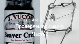Охота на бобра капканами и приманка J.Yucon 