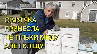 Сім'я яка принесла не тільки меду але і кліщу #бджільництвов6тирамвуликах