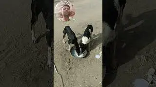 Jivdaya papa ne mummy ae sikhwadi karta 🙏🫶😘😍