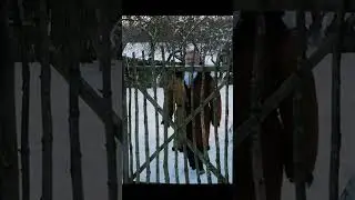 дух Різдва - Іван Франко