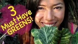 3 Easy To Grow Leafy Greens (Must Haves!) | For Beginners
