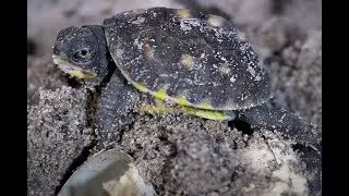 Eastern Box Turtle babies