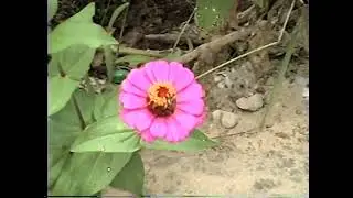 VHS video captured in 60 frames upscaled to 720P