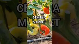 Томат ГЕЛЕНА F1 #семенамаркет #семена #хештег #томаты#помидоры#заказатьсемена #хештег