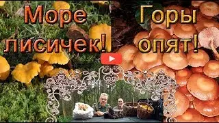 Супер сбор грибов! Море лисичек, горы опят!