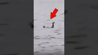 Крокодилы притворяются утопленниками😳