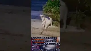 3 white cats song  