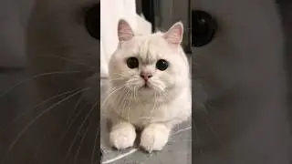 Cat videos cute cats kittens 😻🙉