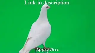 Green Screen Pigeon Animation No copyright.