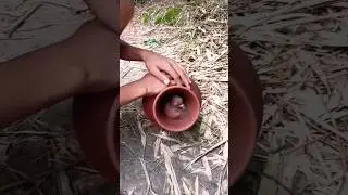 Wow Amazing Pigeon Bird Trap. #shortvideo #birds #animaltrap