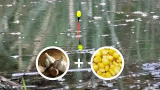 Garlic sweetcorn bait fishing for crucian carp