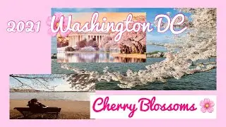 Cherry Blossom 2021 @Tidal Basin Washington DC/Spring 2021