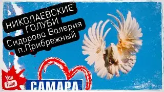 Николаевские голуби Сидорова Валерия п.Прибрежный. Осень 2023