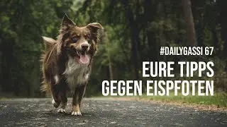 Hund Eis und Schnee im Fell - Eure Tipps [DailyGassi #67]