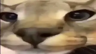 Шлёпа Мэм