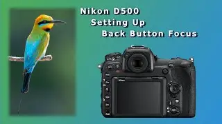 Nikon D500 Setting Up Back Button Focus