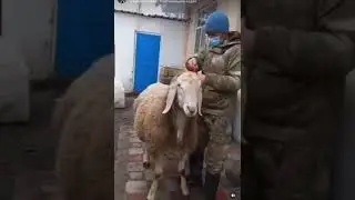Мельбург - сын Блондина