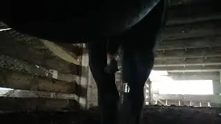 Horse stallion 592