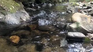 Микуличи ліс | Mykulychi forest, #karpati, #forest, #bukovel, #drone