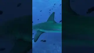 Caribbean Reef Sharks Grand Cayman