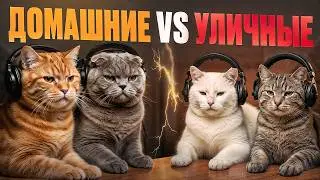 The Cats Podcast | Guests: Street Cats