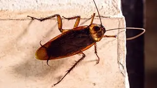 Cockroaches Won't Be A Problem Anymore With These Household Staples