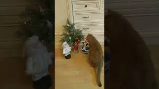Не так встали.🎄🐾 
