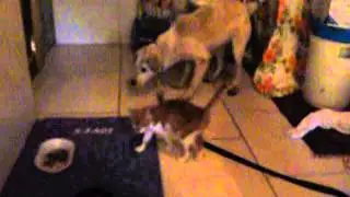 Falabella katze test