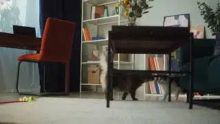 Cats Meeting #Animals #Cute #Dogs #Cats