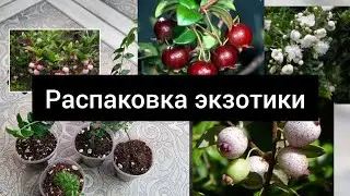 распаковка посылки с экзотикой