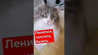 Зачем дрессировать кошек. Сложно уместить все в минуту) #котовасенька