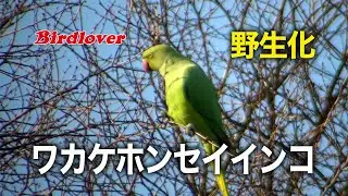 都内の公園でワカケホンセイインコに遭遇