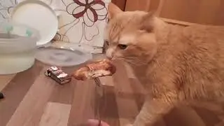 Кот не ест шашлыки