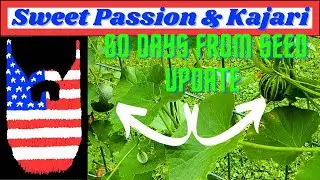Sweet Passion and Kajari Melon 60 Day Update
