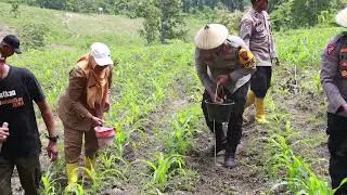 PEMUPUKAN TAHAP PERTAMA LAHAN JAGUNG POLRES BLORA #KETAHANANPANGAN  #SWASEMBADAPANGAN