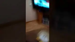 Флауи