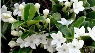 Стефанотис уход. Мадагаскарский жасмин уход в домашних условиях.