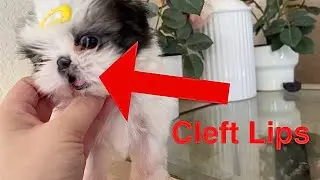 Beautiful Cleft lip Shih Tzu Puppy at 6 weeks old