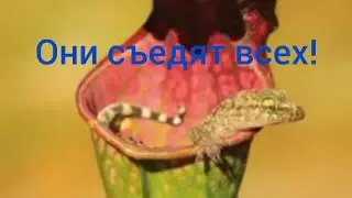 Хищные растения и интересные факты о них