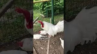 Не куры дуры. Содержание кур