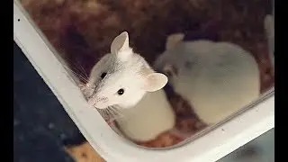 Small Scale Mouse Breeding: Housing, Feeding, and Watering.