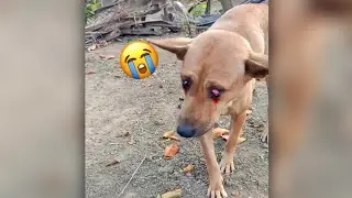 Pity the blind dog | Dog Sad in Cambodia