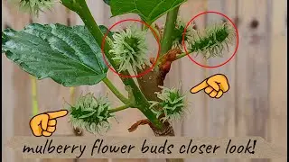 How to Make Mulberry -Gives a lot of Fruit